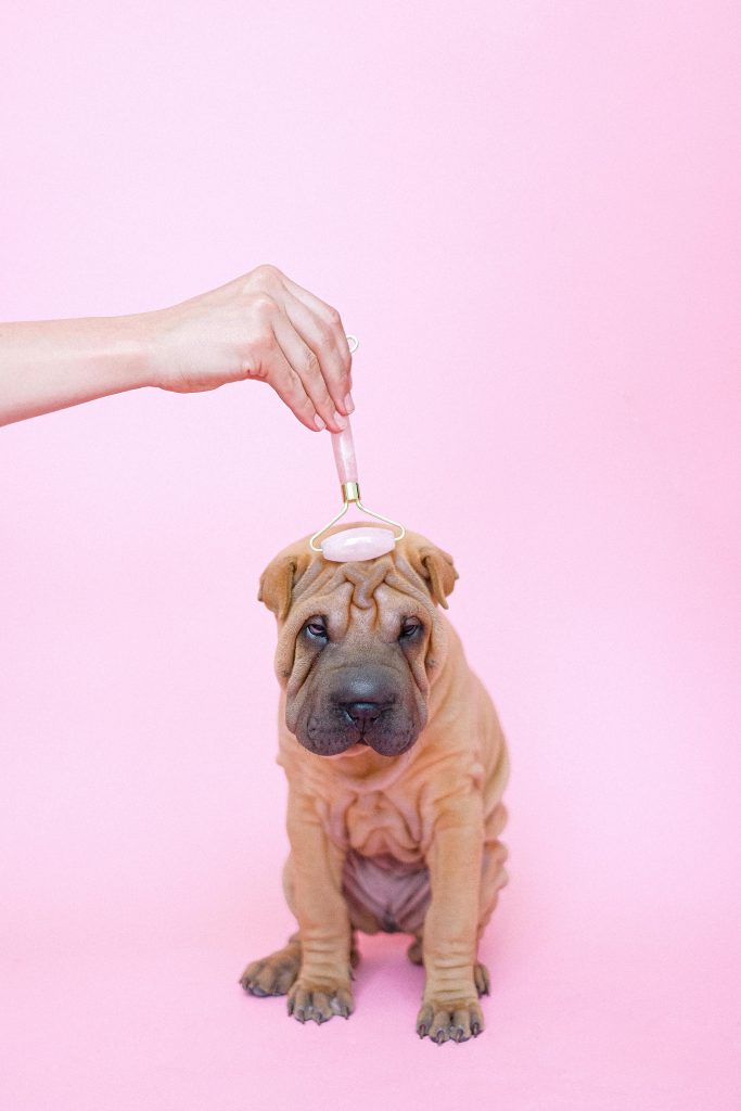 Microdermabrasion Facial in Glasgow. This image features a dog receiving a facial. Willow Massage and Facials: Expert Facial Therapy in Glasgow, Scotland.